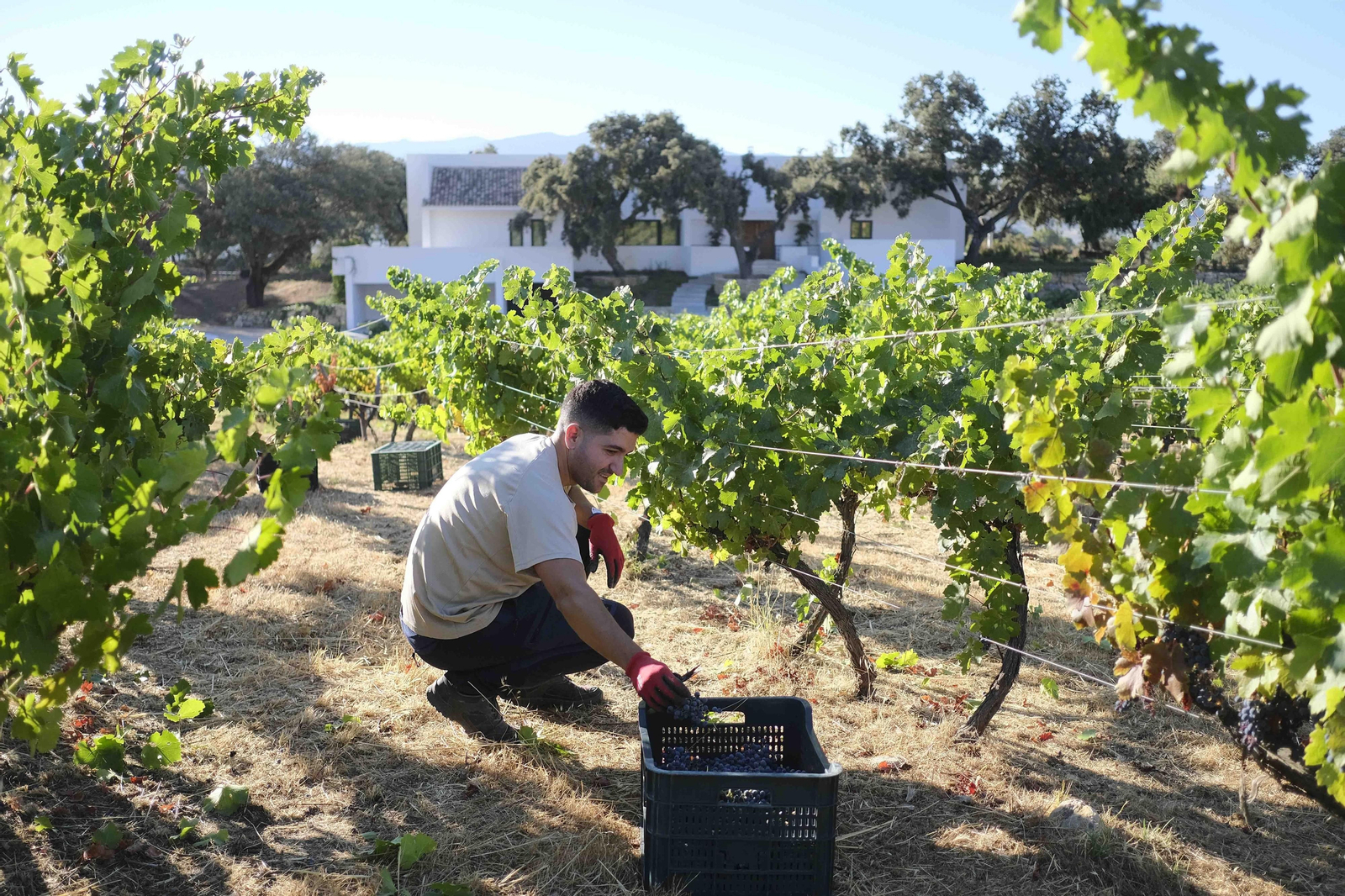 La vendimia de la Serranía de Ronda, en fotos.