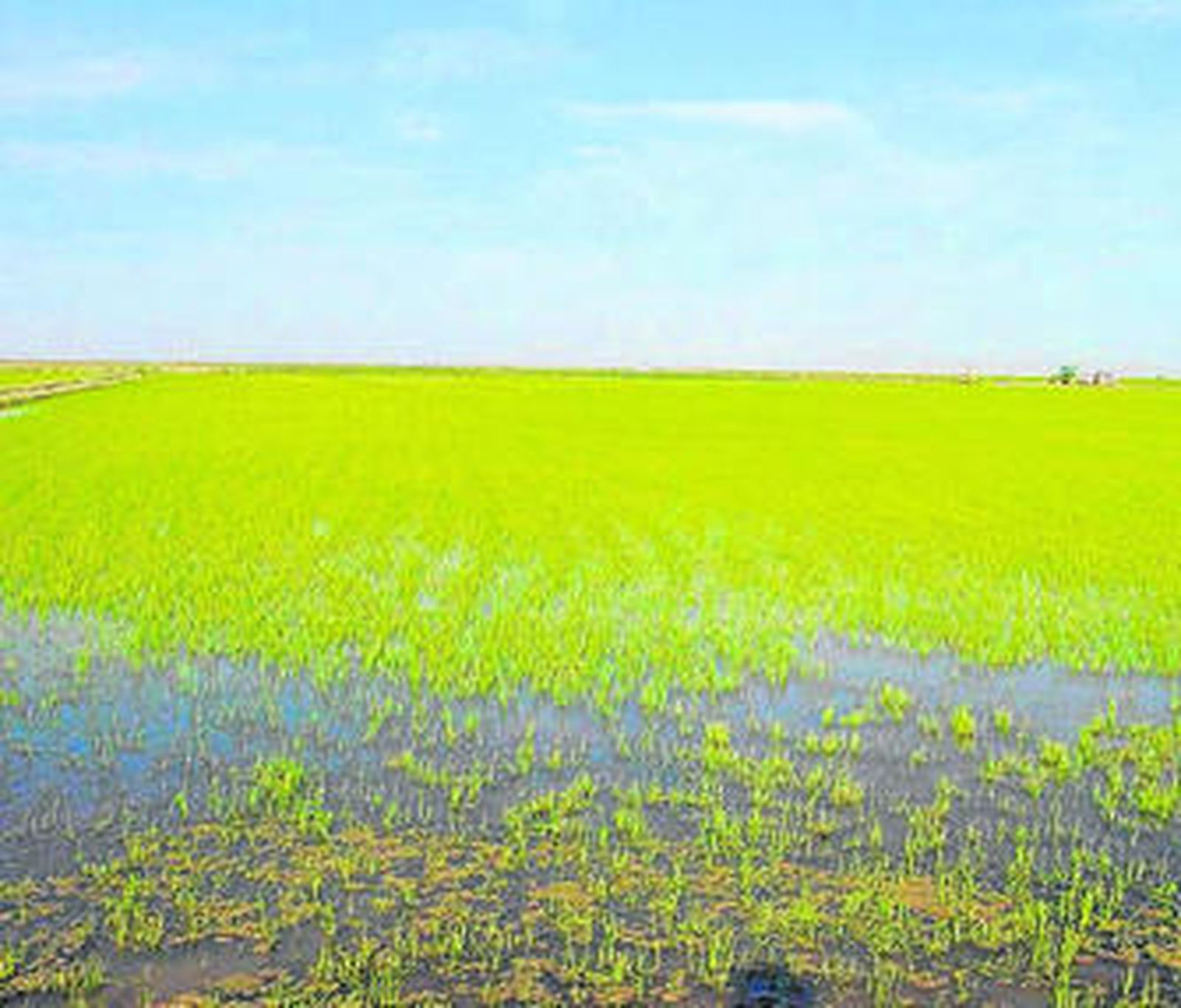 Uno de los arrozales del estuario del Guadalquivir.