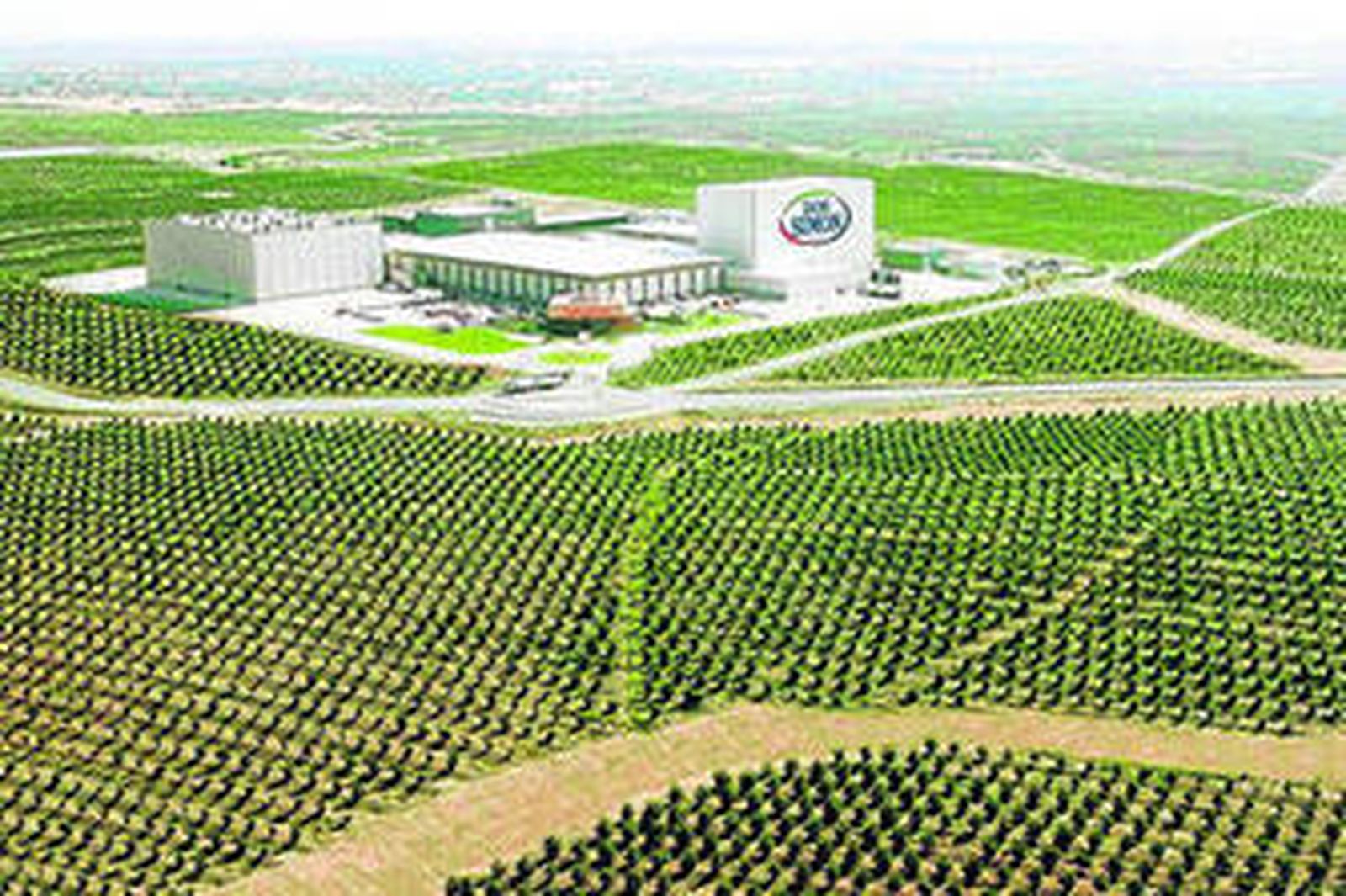 La planta de Don Simón en Villanueva de los Castillejos, en el andévalo onubense, rodeada de naranjos.