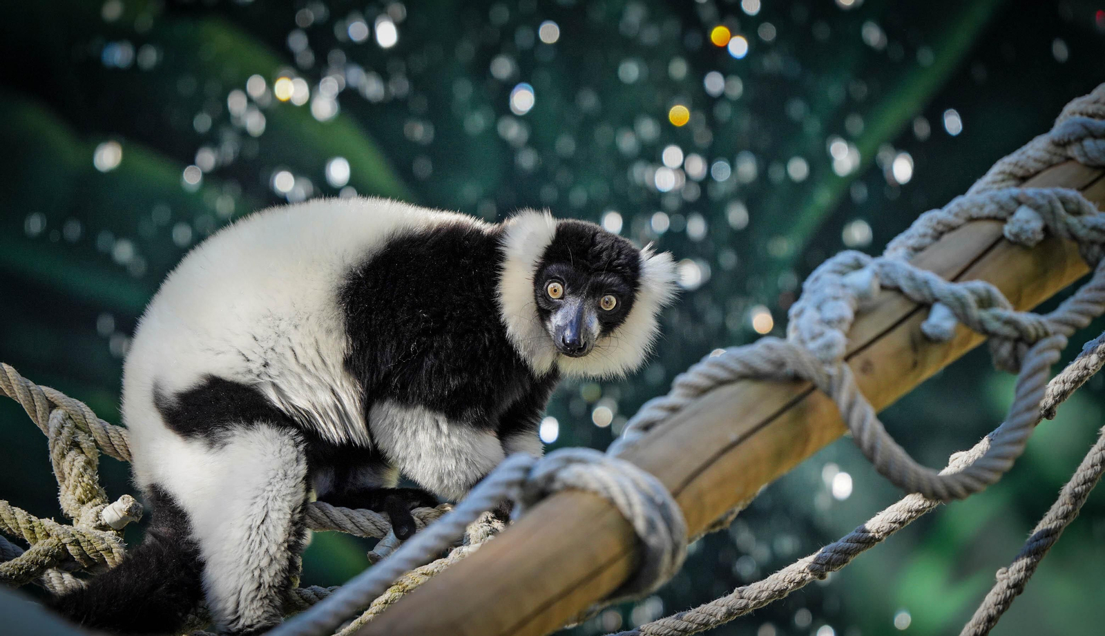 La especial mirada de los animales del Zoo de Jerez