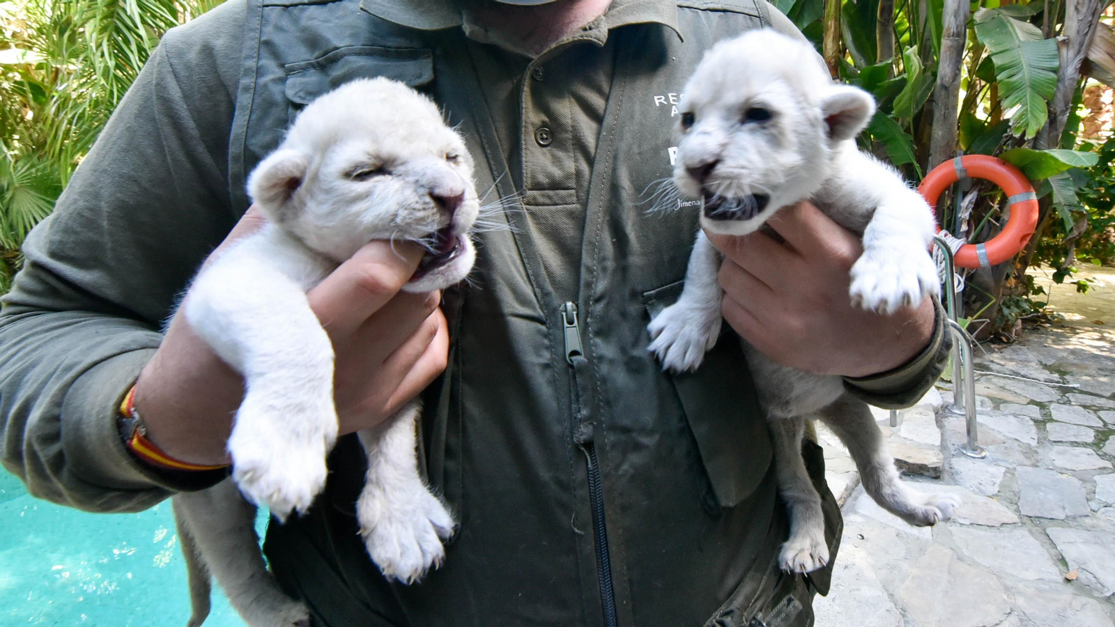 Las fotos de los chachorros de leones blancos de Jimena