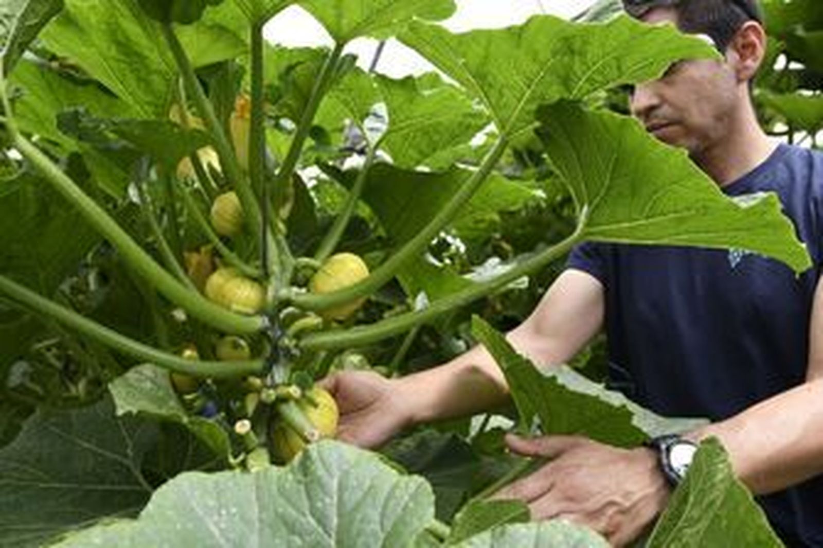 Invernadero en Almería.