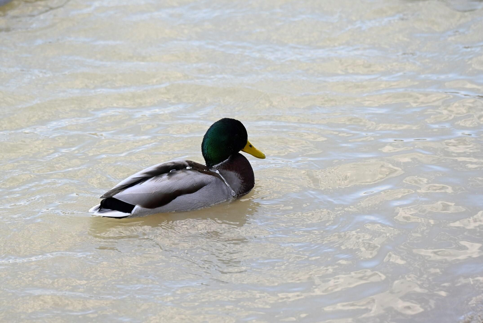 Las aves se reproducen en el río Guadalquivir a su paso por Córdoba, en imágenes