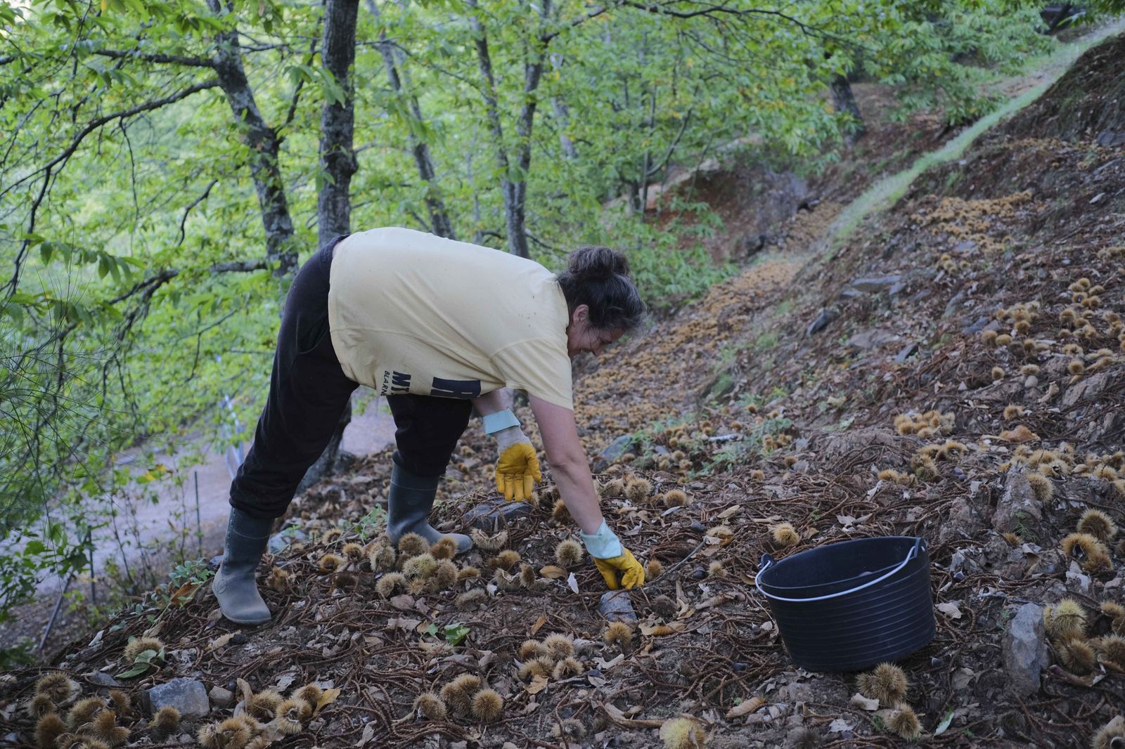 Cuadrillas en la recogida de castañas en el Valle del Genal