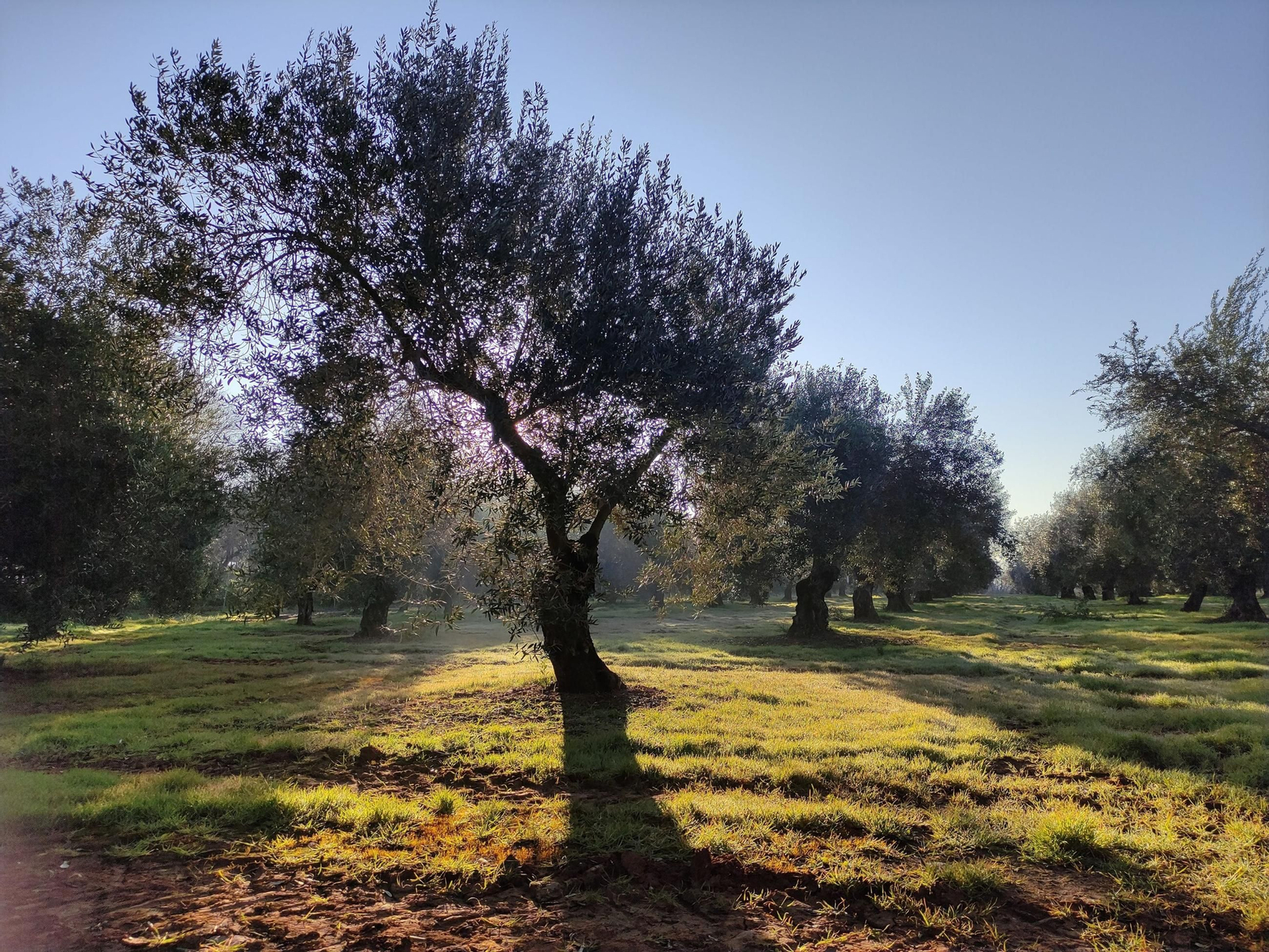 Olivar en Córdoba. Olivar en Córdoba.