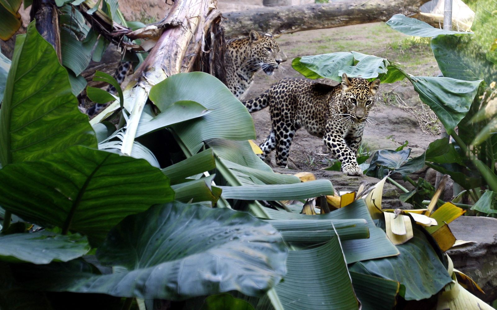 Un ejemplar de leopardo en un zoo.