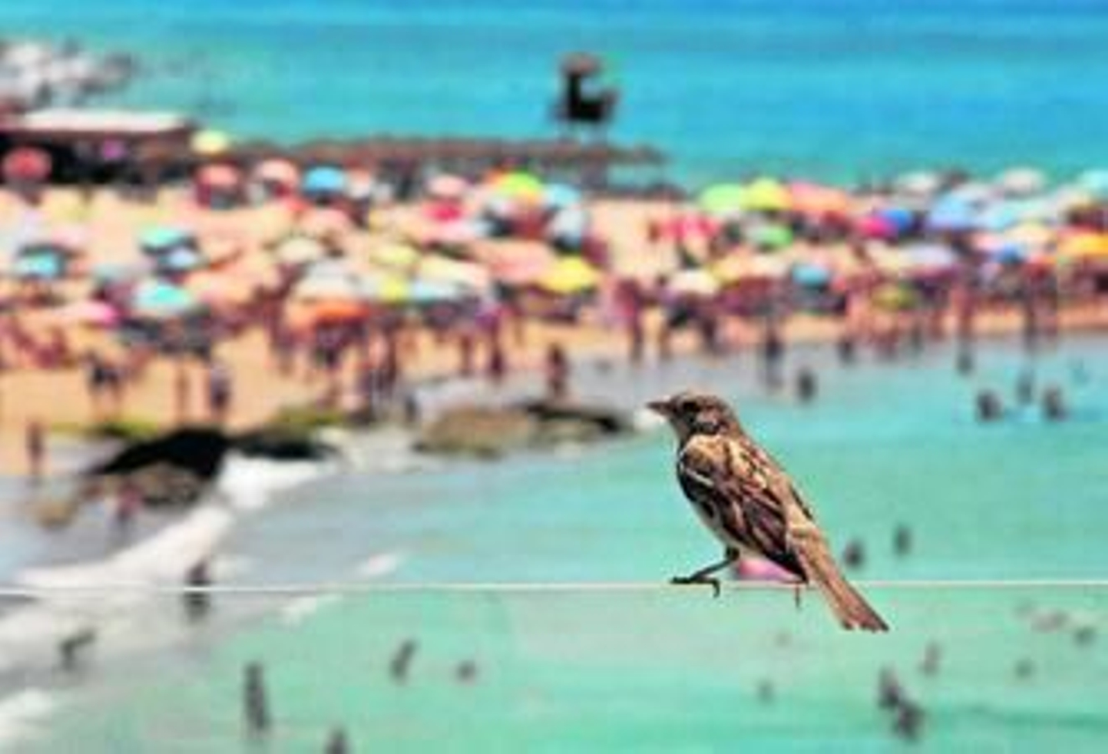 Las previsiones meteorológicas vaticinan una gran afluencia de público a las playas en el fin de semana.