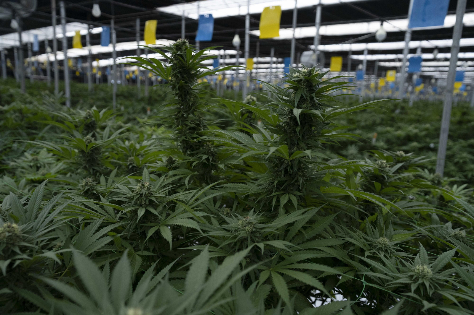 Invernaderos de última generación para el cultivo del cáñamo