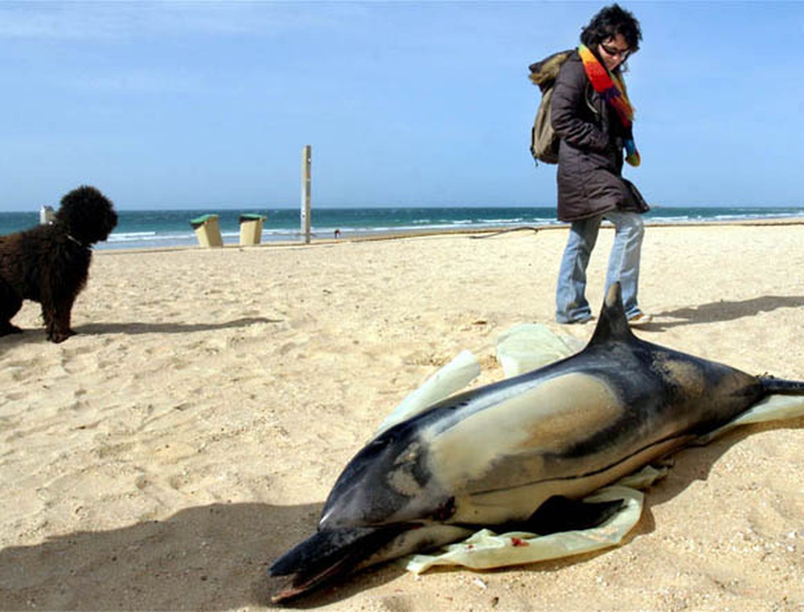 Aparece un delfín muerto frente al puesto de la Cruz Roja