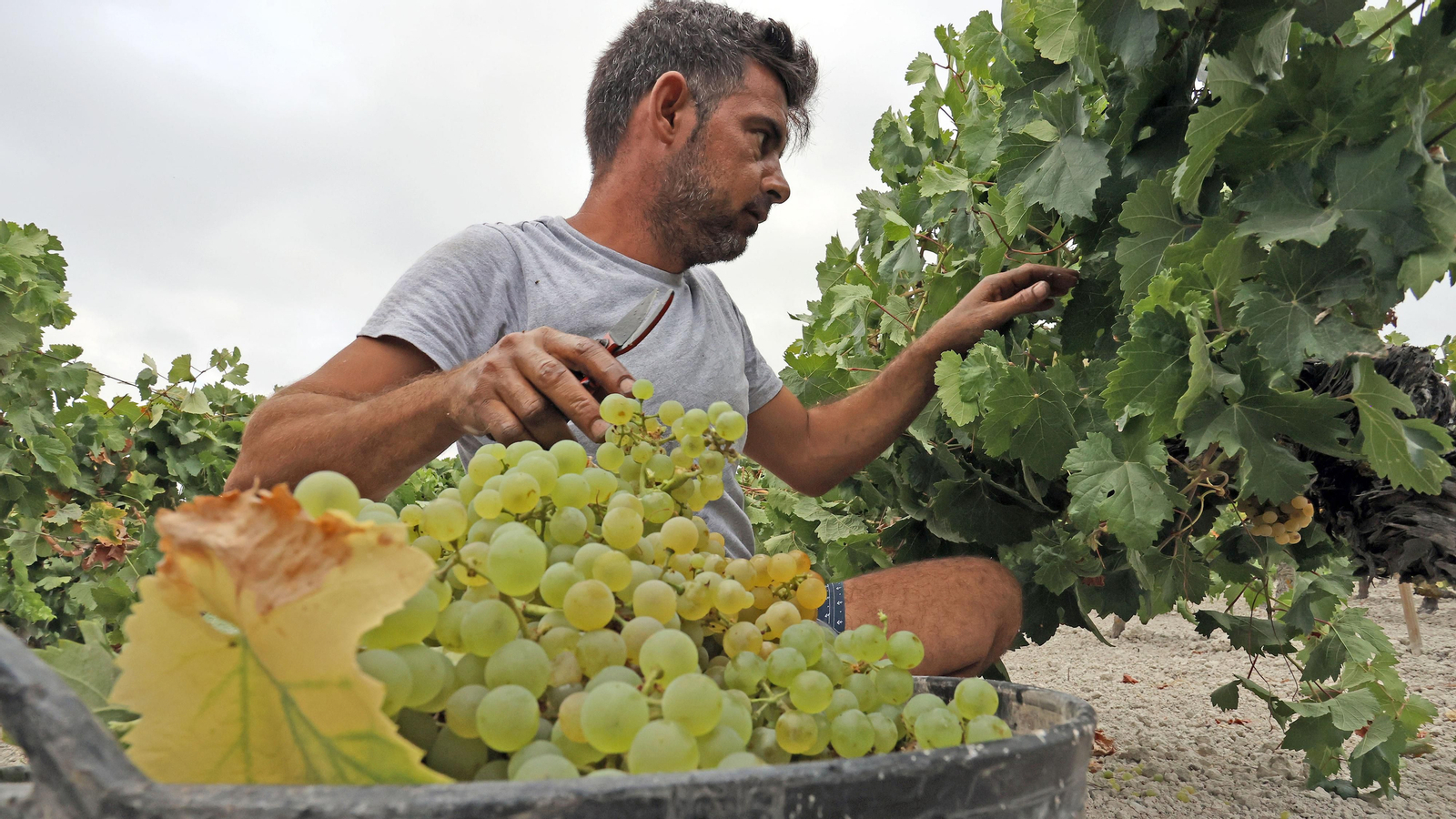 Vendimia a mano en Viña el Candelero en Jerez