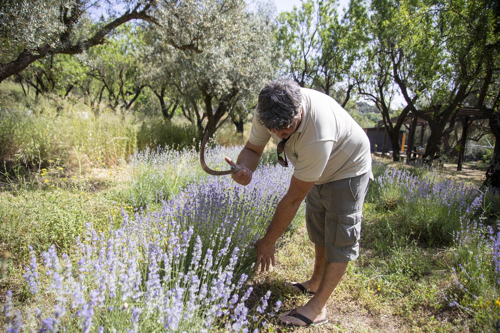El jardin de lavandas en Benecid