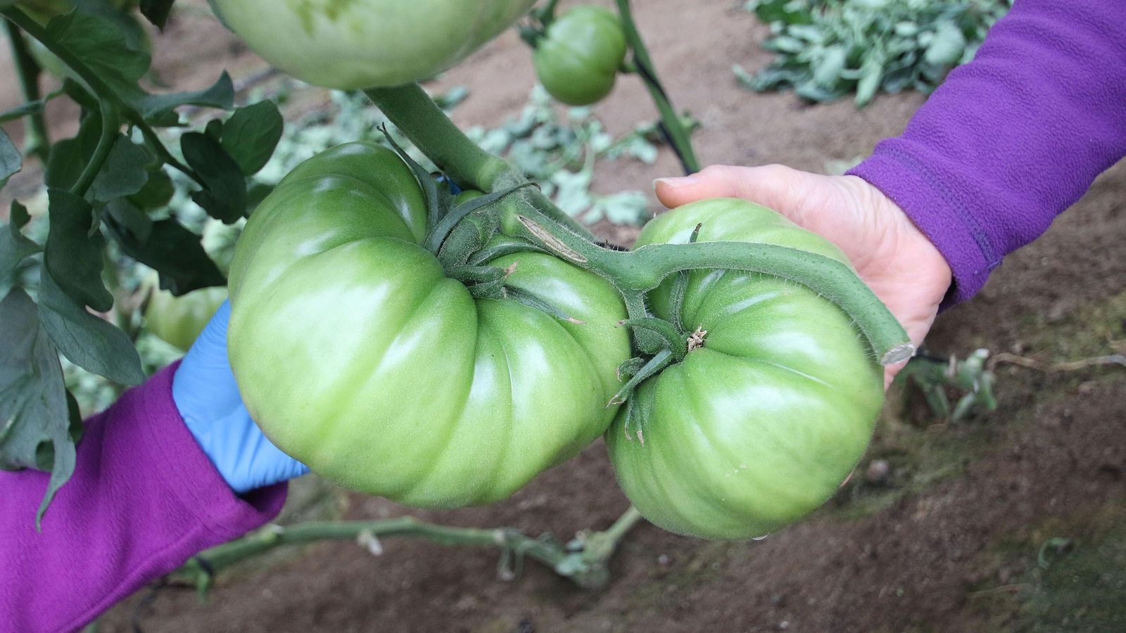 Cada tomate pesa más de un kilo; algunos superan los dos kilos. Cada tomate pesa más de un kilo; algunos superan los dos kilos.