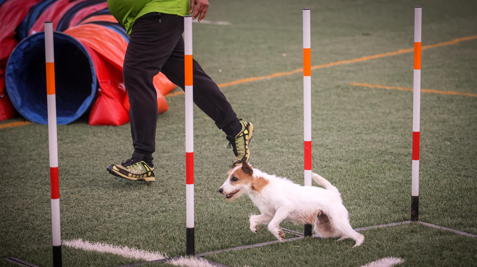 Habilidad canina en la prueba puntuable para el Campeonato de España de 'Agility' celebrado en Jerez Espectaculares las pruebas de disciplina canina puntuables para el Campeonato de España de Agility