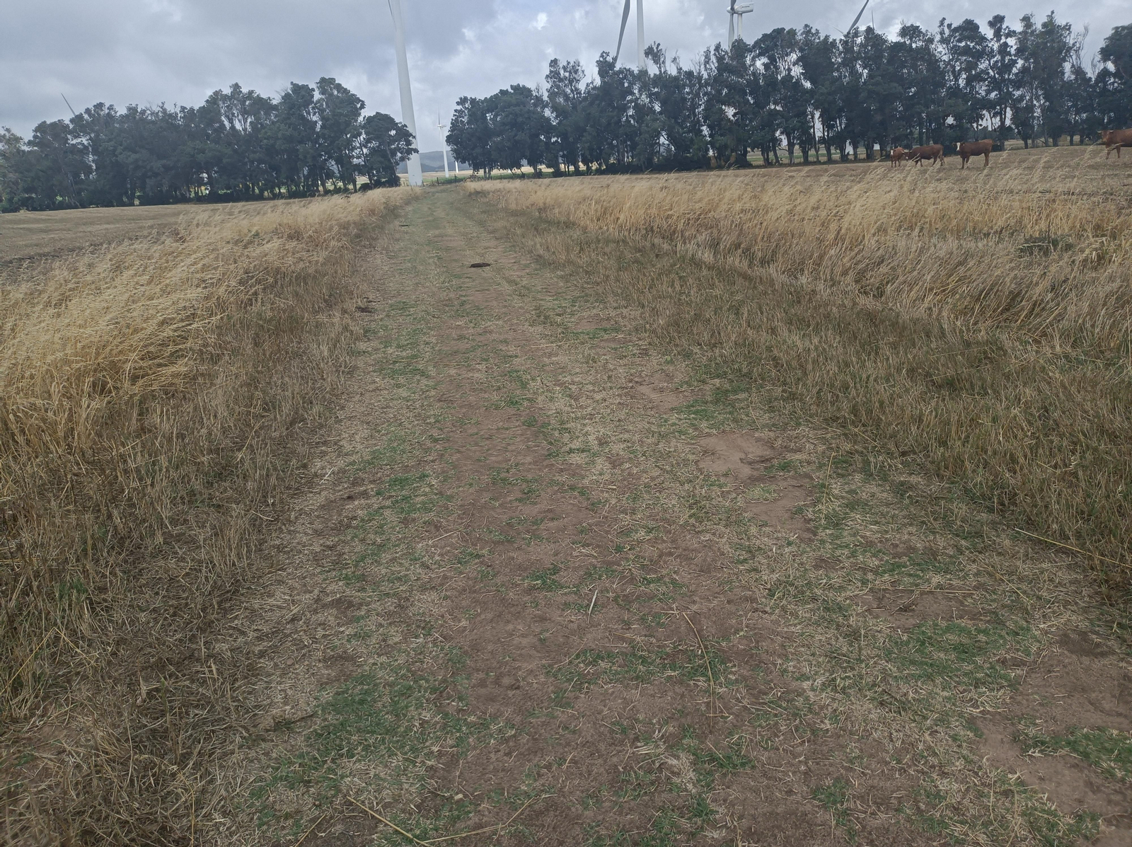 Este camino nos lleva al parque eólico