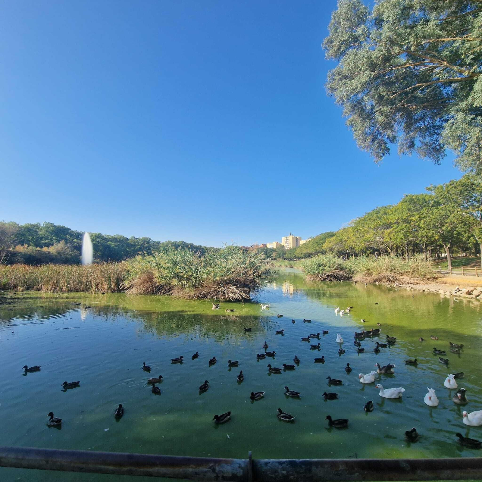 El estanque de Parque Miraflores. este jueves.