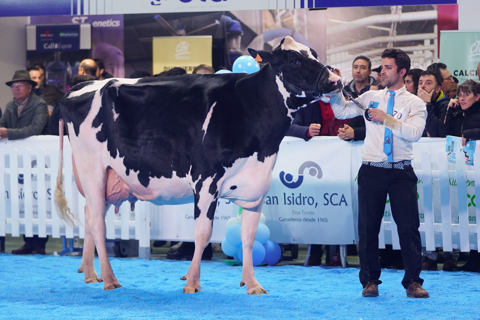 La elección de la Vaca Gran Campeona de Dos Torres, en fotografías