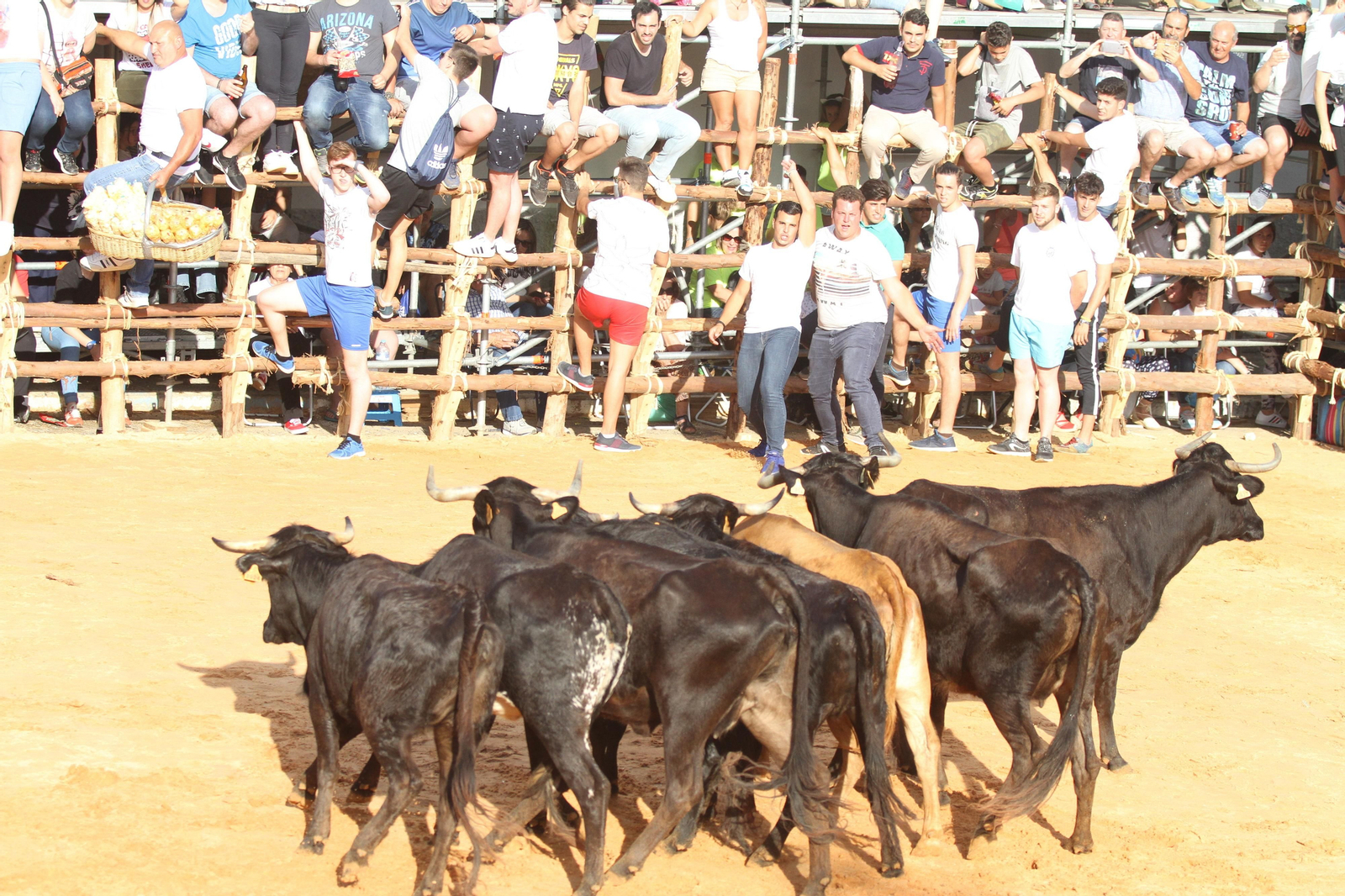 Comienzan las capeas en San Juan del Puerto