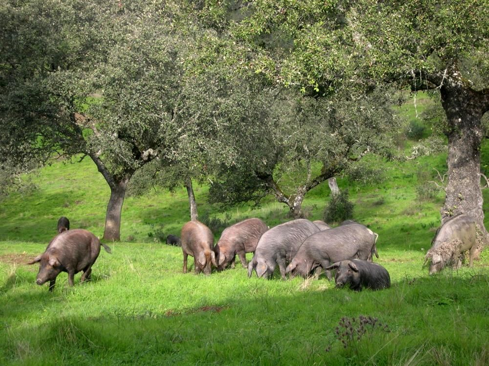 Entrega de reproductores de cerdo ibérico.