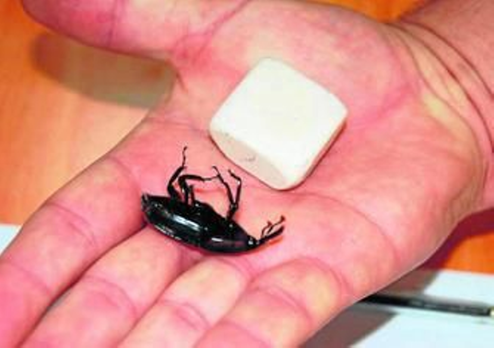 El decálogo de los expertos para frenar al picudo rojo