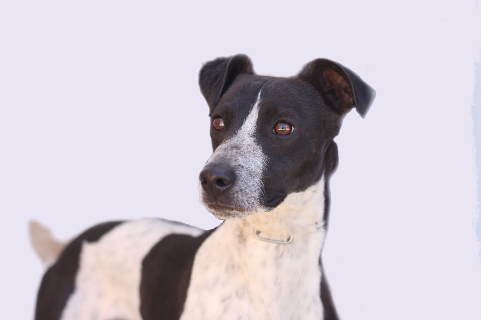 Pino, el perro más cariñoso de Huelva