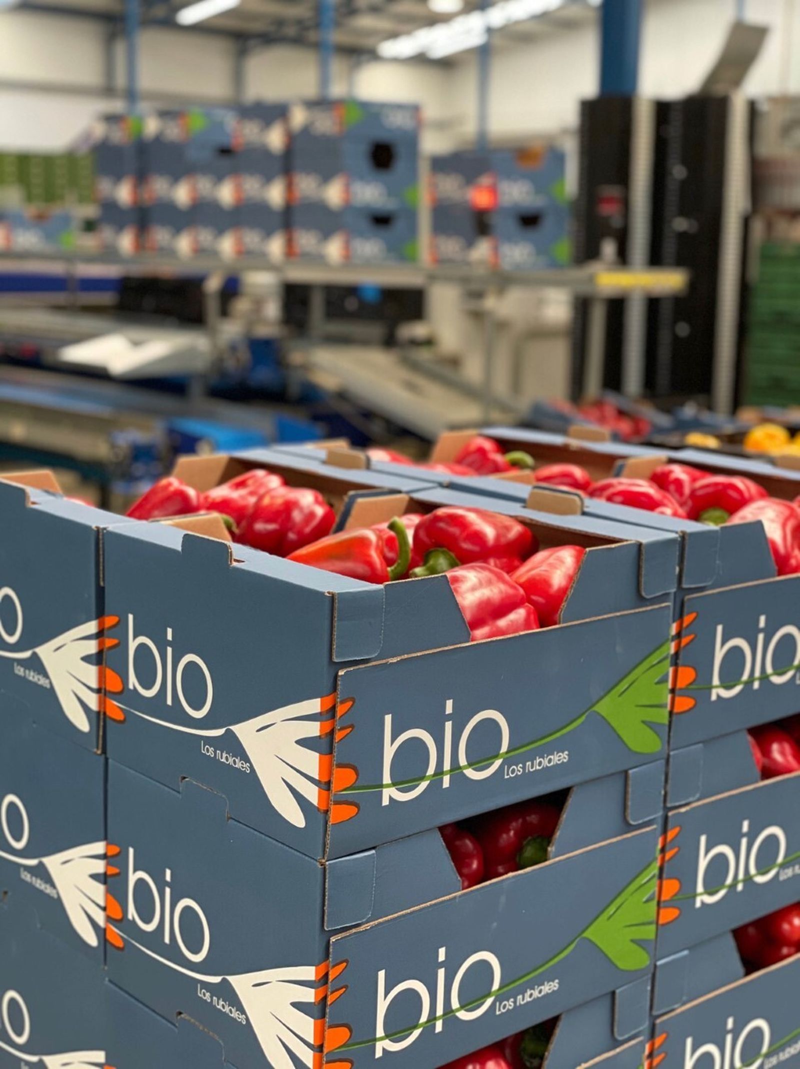 Cajas de pimientos bio de Campojoyma