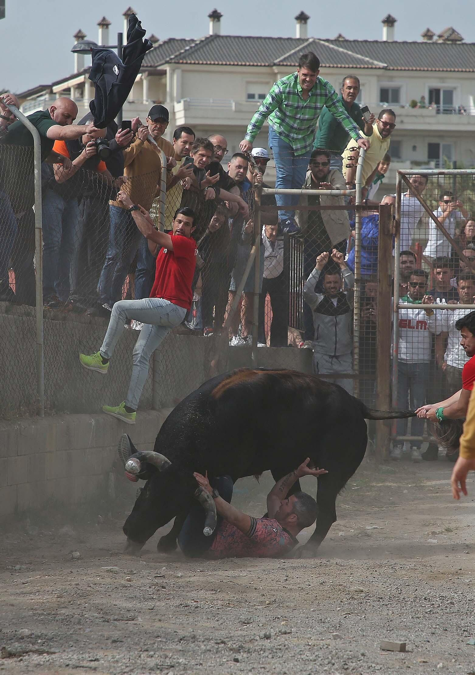 Fotos del Toro Embolao en Los Barrios