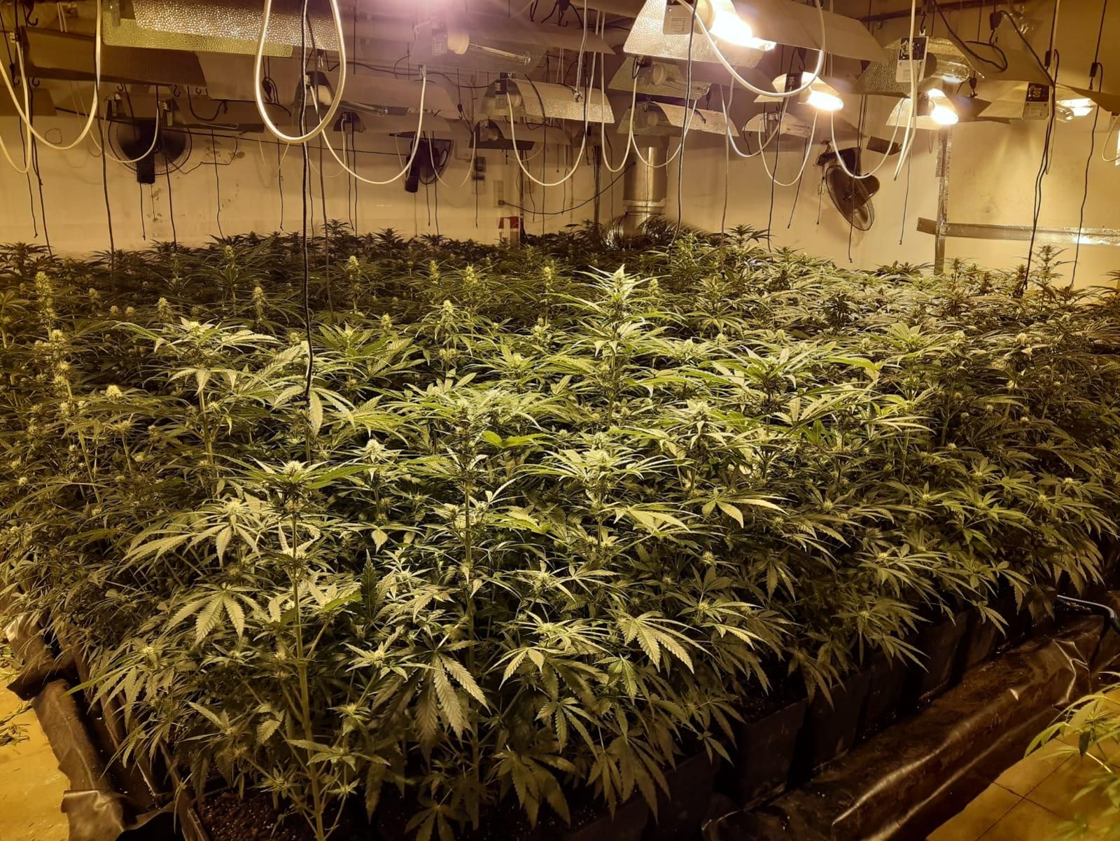 Una plantación de marihuana 'indoor'.