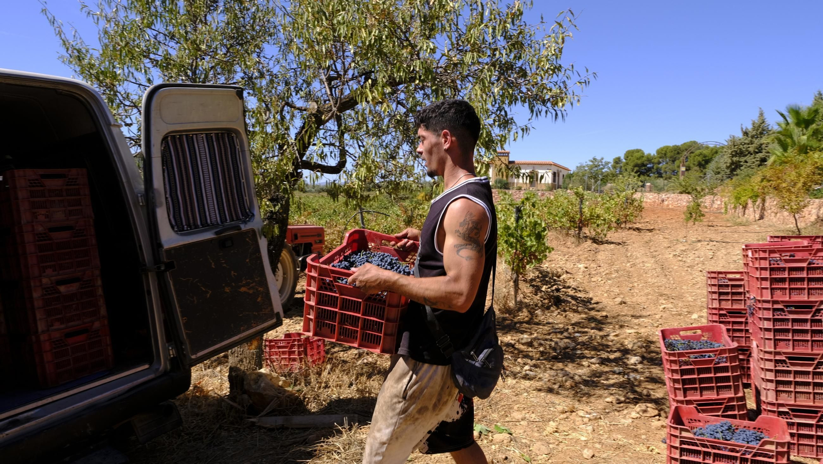 Las imágenes de la vendimia en la zona de Laujar de Andarax
