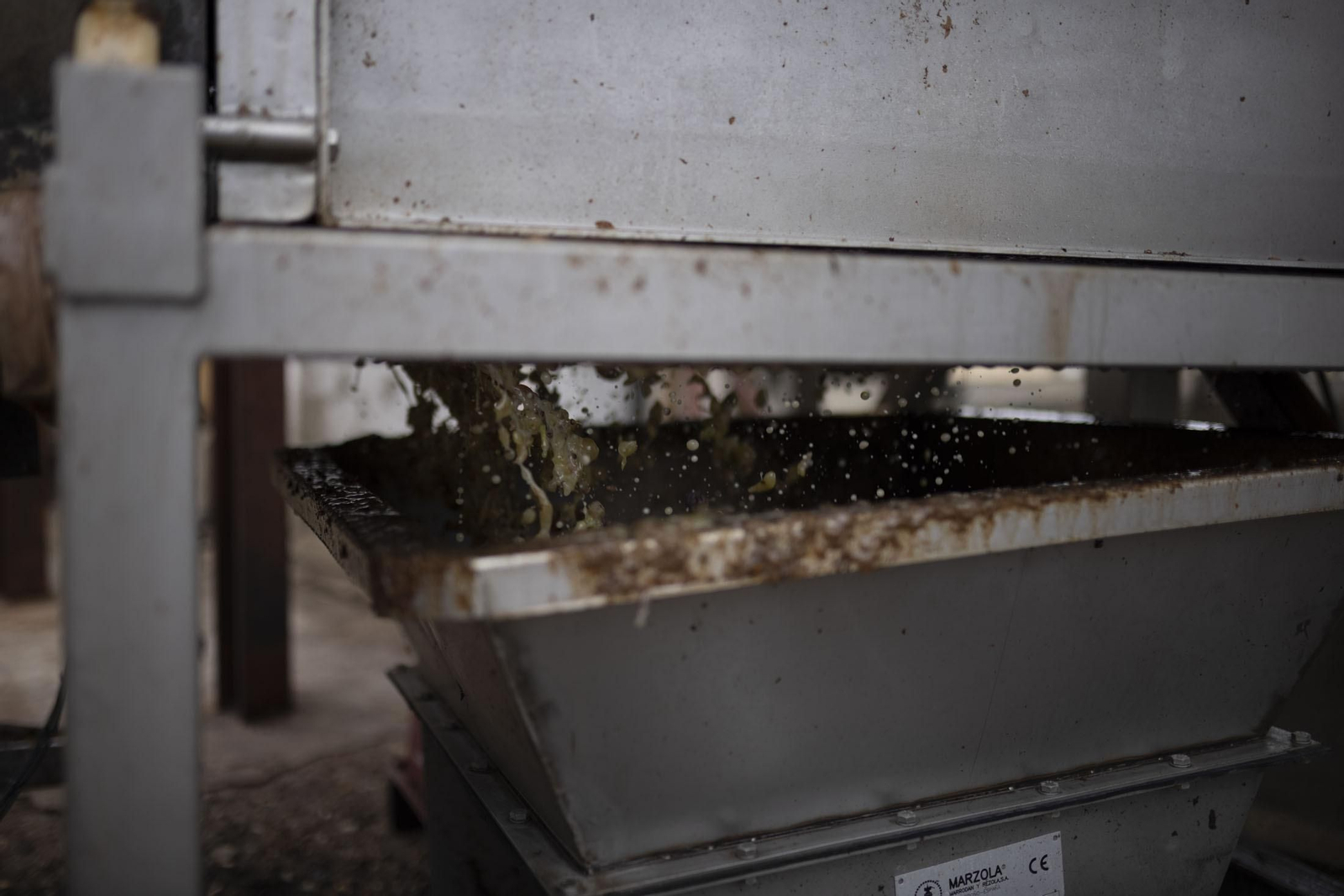 Imágenes de la vendimia en el Condado de Huelva