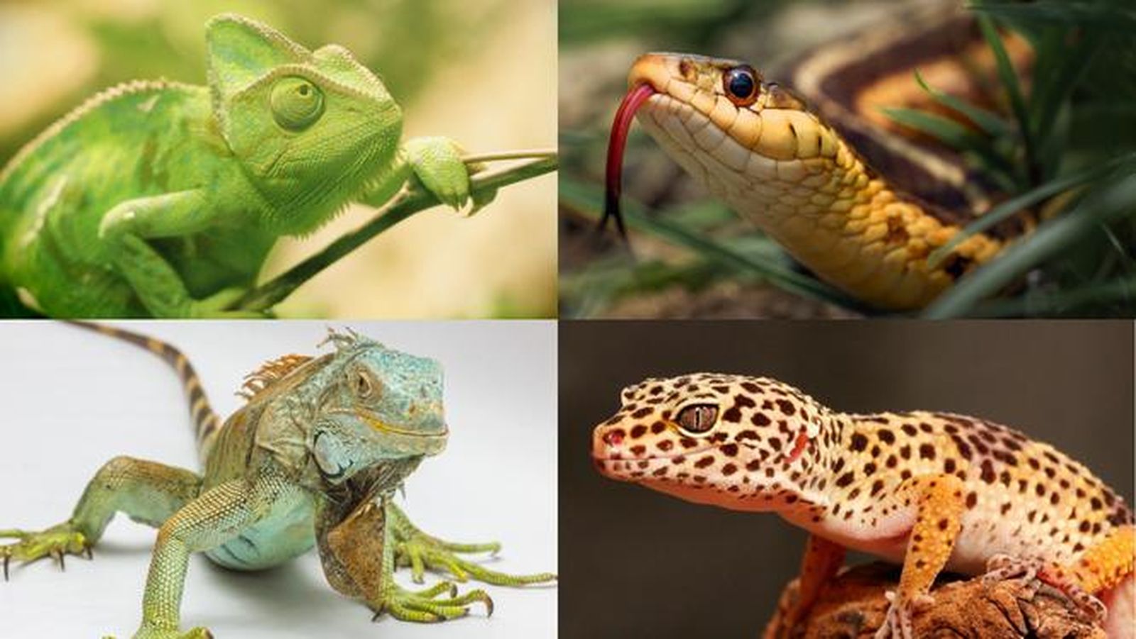 Reptiles prohibidos en la Nueva Ley de Bienestar Animal