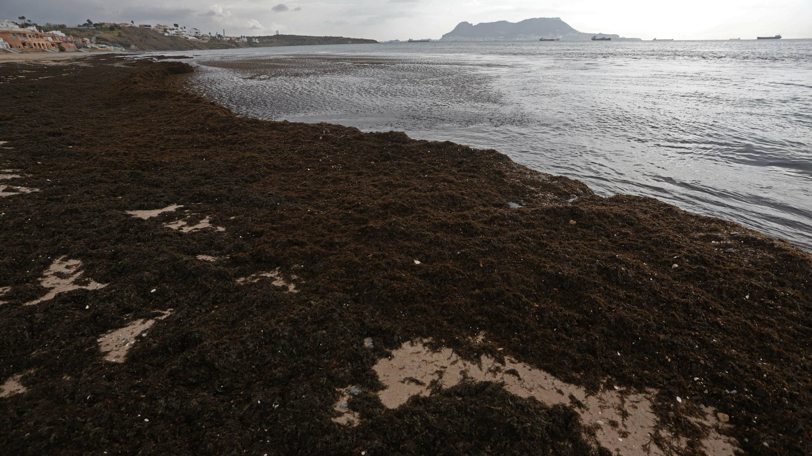 Algas invasoras en la playa de Getares