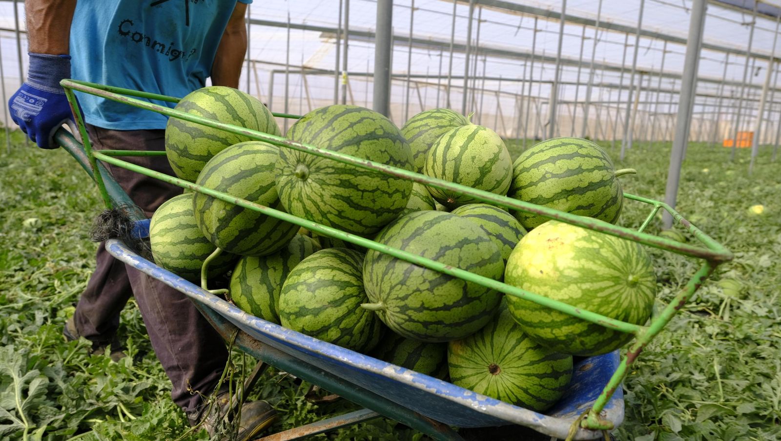 Imágenes de las primeras sandías que salen de Almería esta campaña