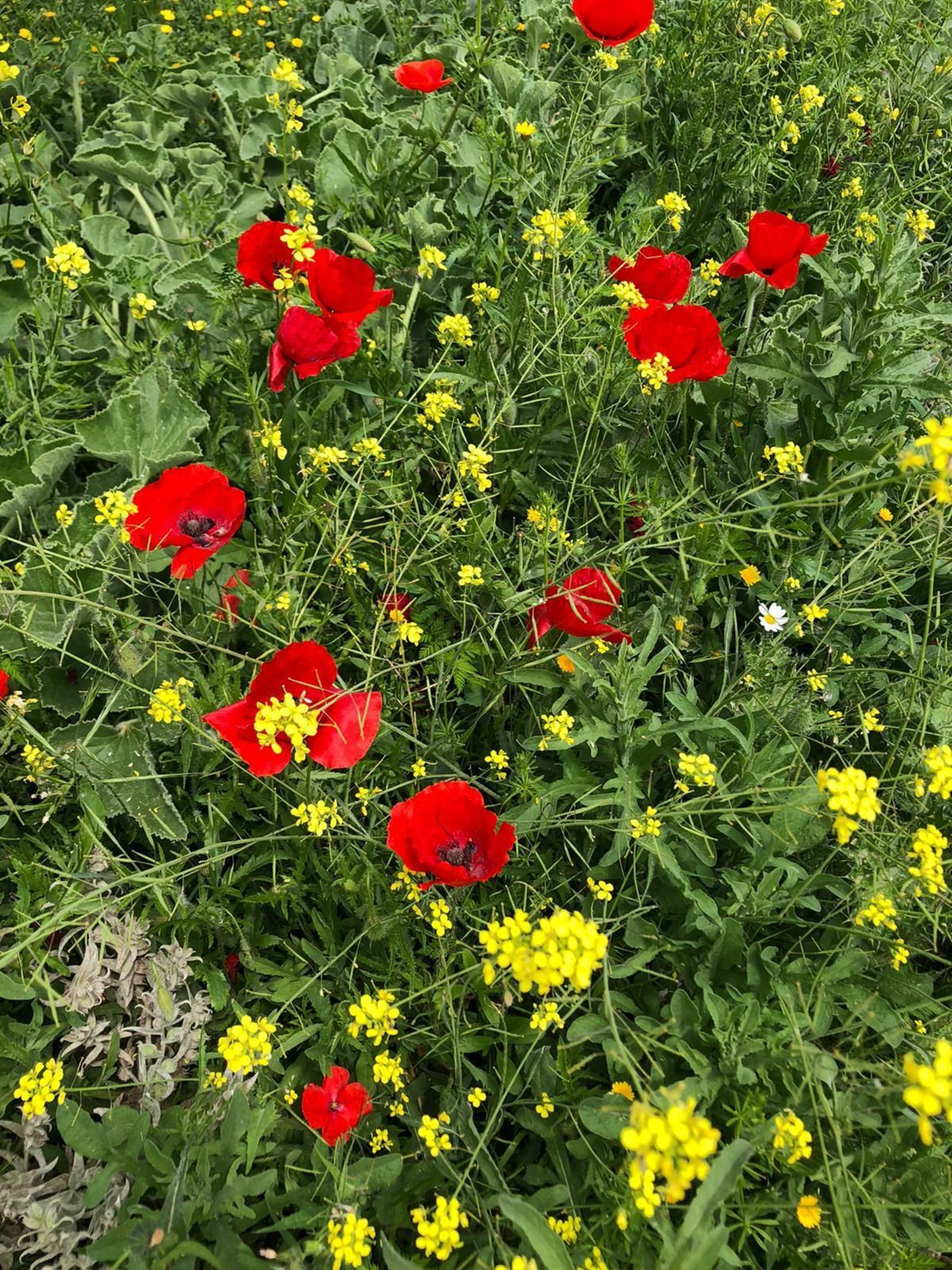 Las fotografías de la primavera en la Campiña de Córdoba
