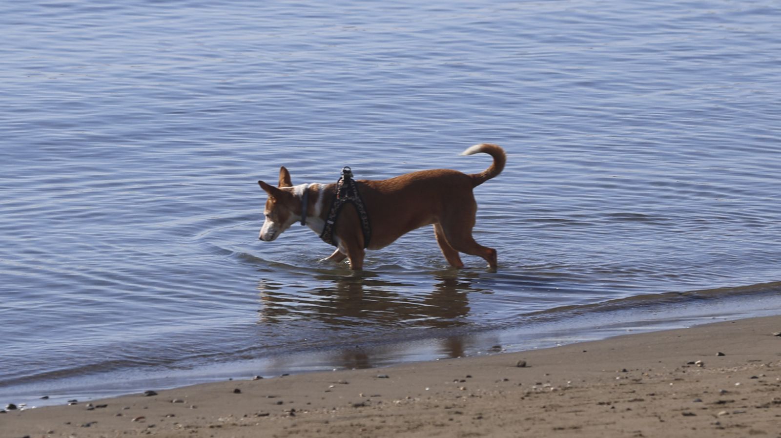 El buen tiempo acompaña a Málaga de camino a la Nochevieja (fotos)