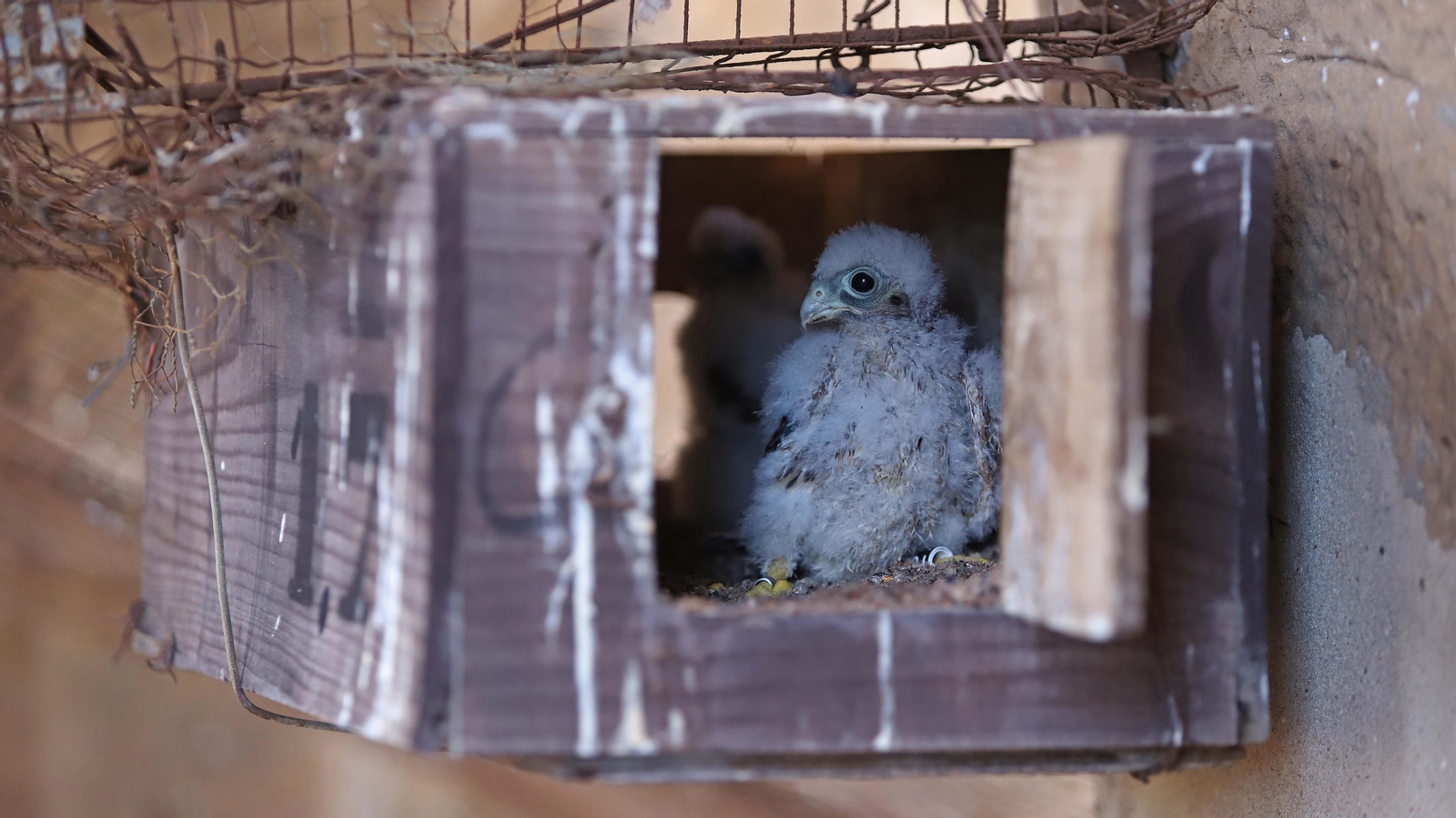 Anillamiento de cernícalos primilla del grupo Tumbabuey en Los Barrios