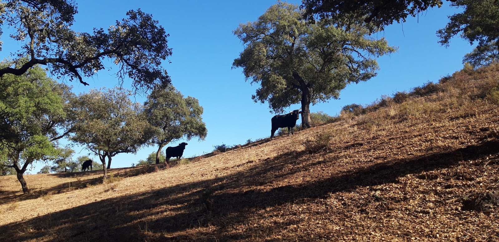 La finca donde están los restos de Munigua presenta una orografía algo más ondulada.