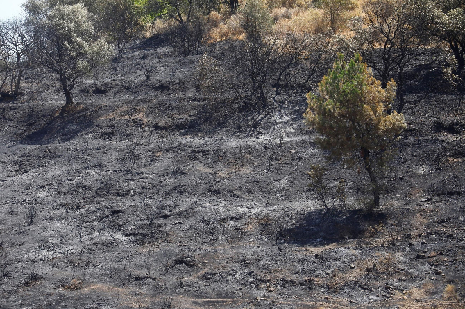 Zona cero del incendio de la Sierra de Córdoba
