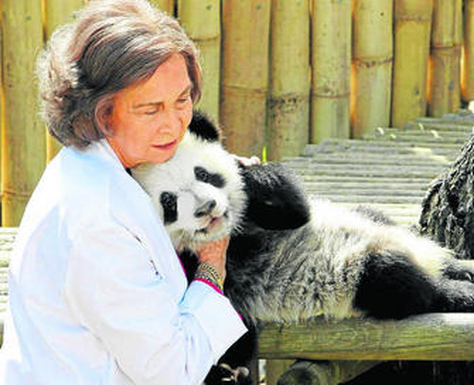 La Reina, la cuidadora más cariñosa de los dos ositos panda