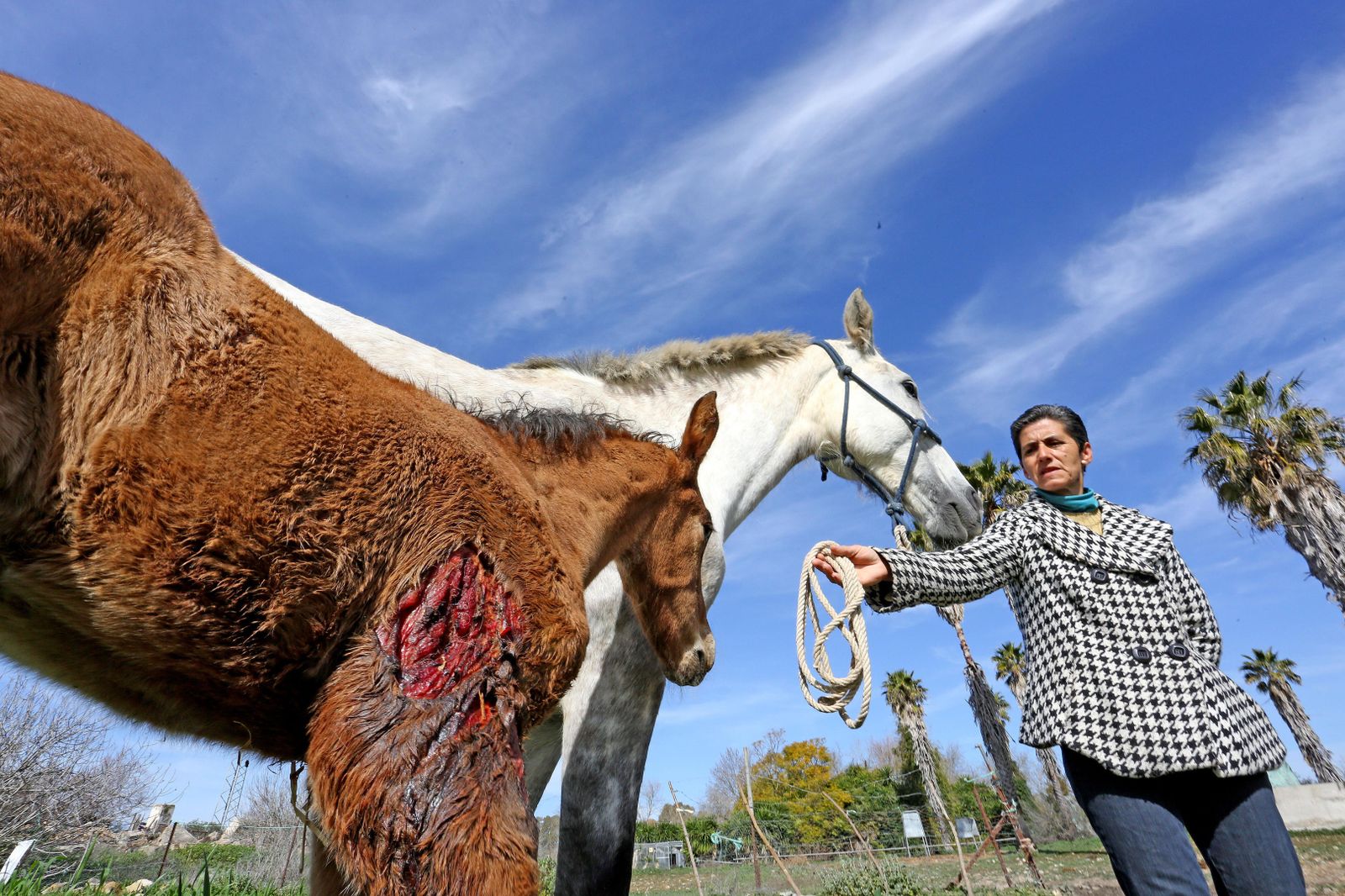 Primer plano de una de las heridas causadas por los perros.