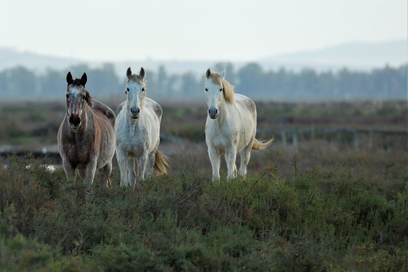 Las imágenes de la  exposición de Carlos Romero sobre la vida silvestre en Veta La Palma.