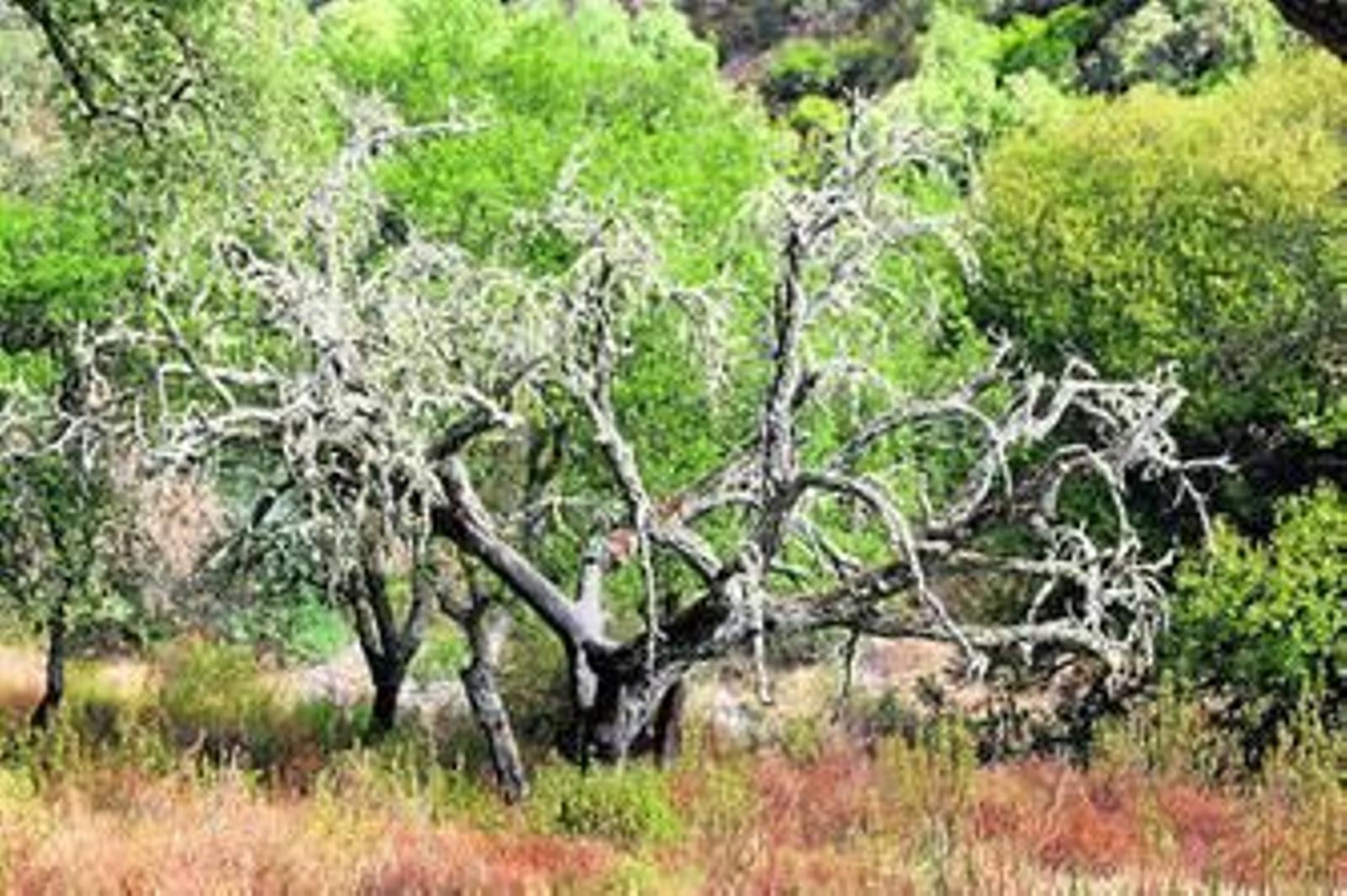 Ejemplares de alcornoques afectados por la seca.