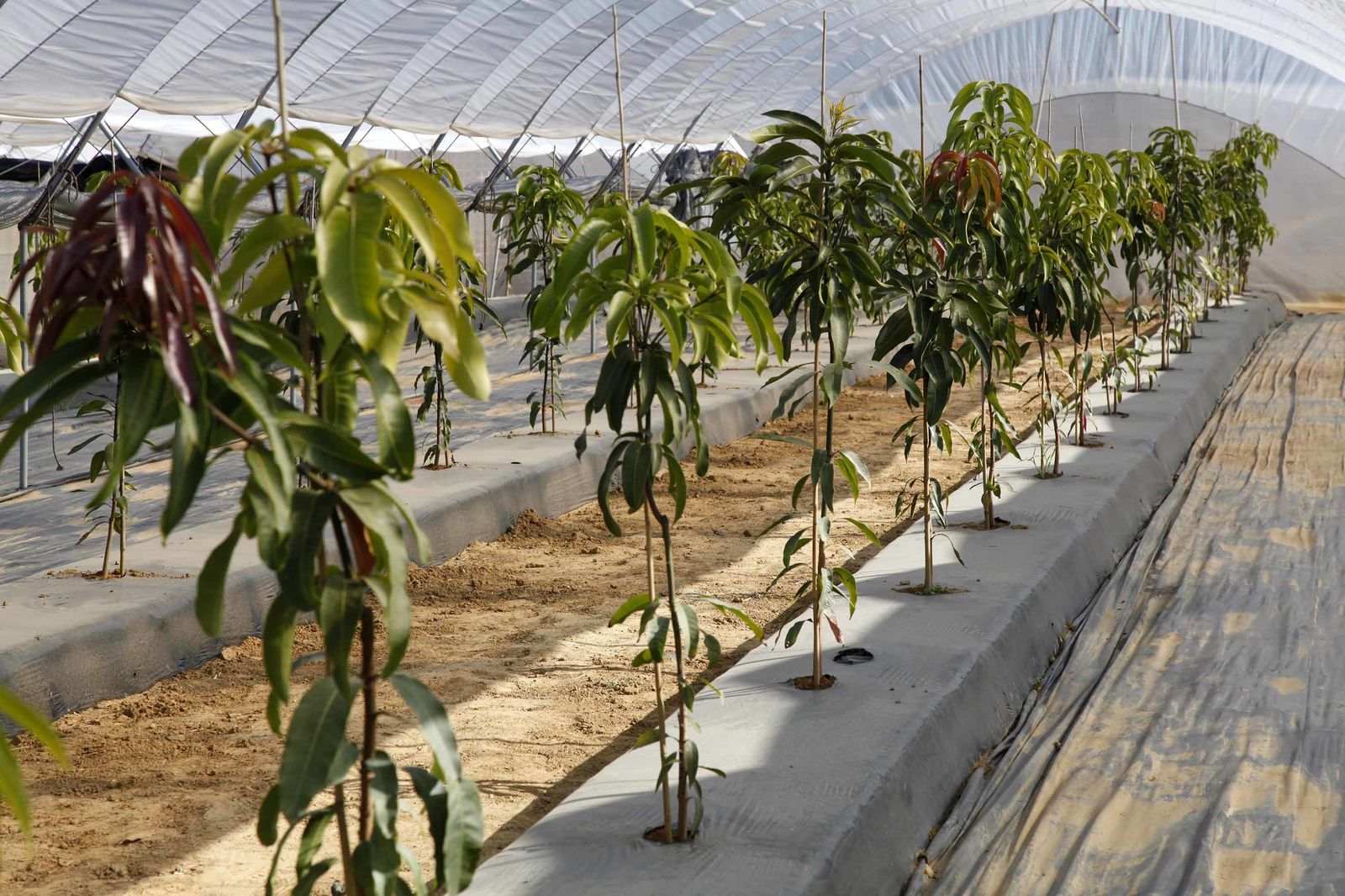 Inauguración de la finca experimental de  Onubafruit