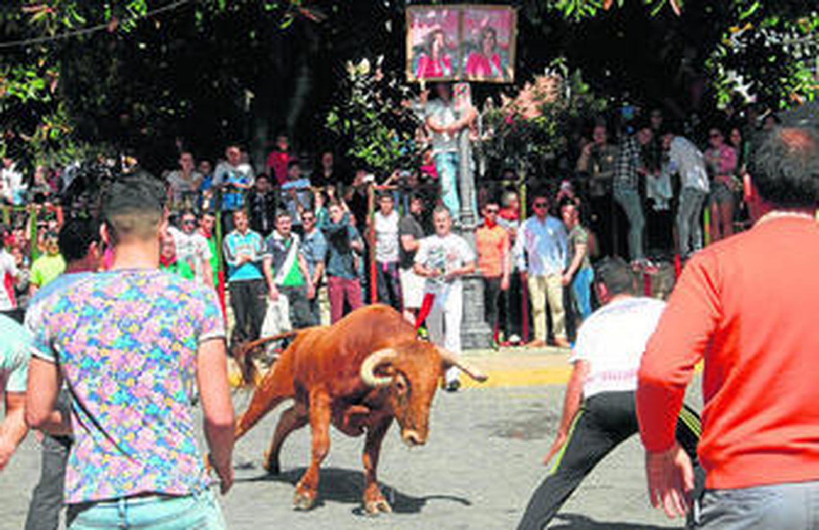 Uno de los novillos, durante la suelta.