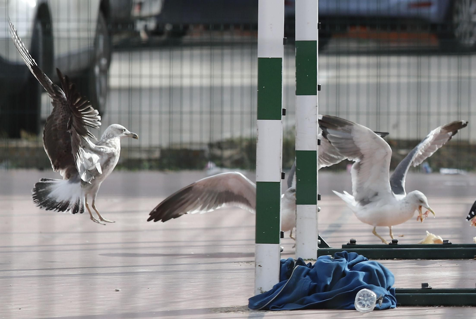 Gaviotas en el patio de un instituto de Almería