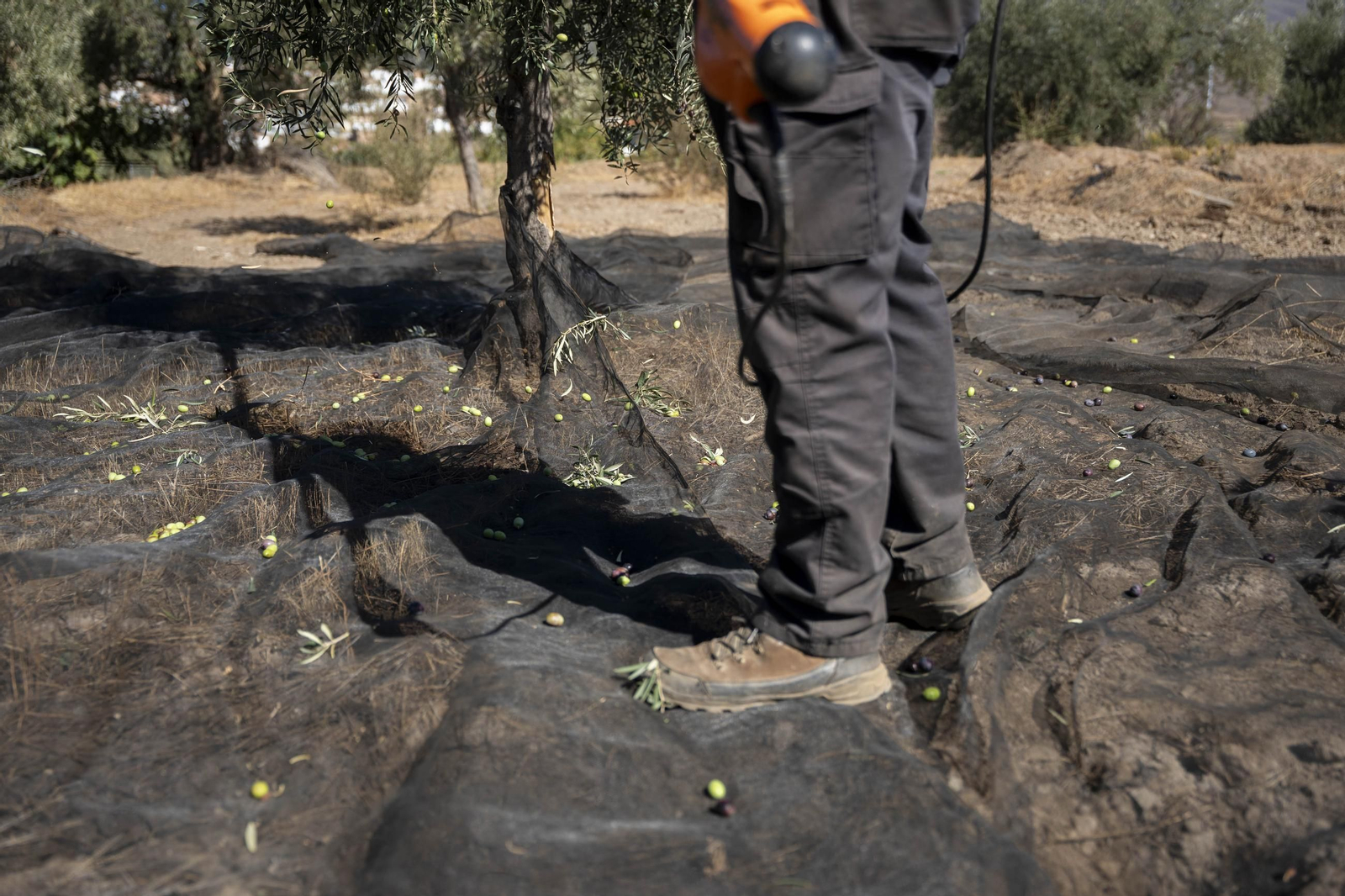 Las imágenes de la campaña recogida de acetuna en Fiñana