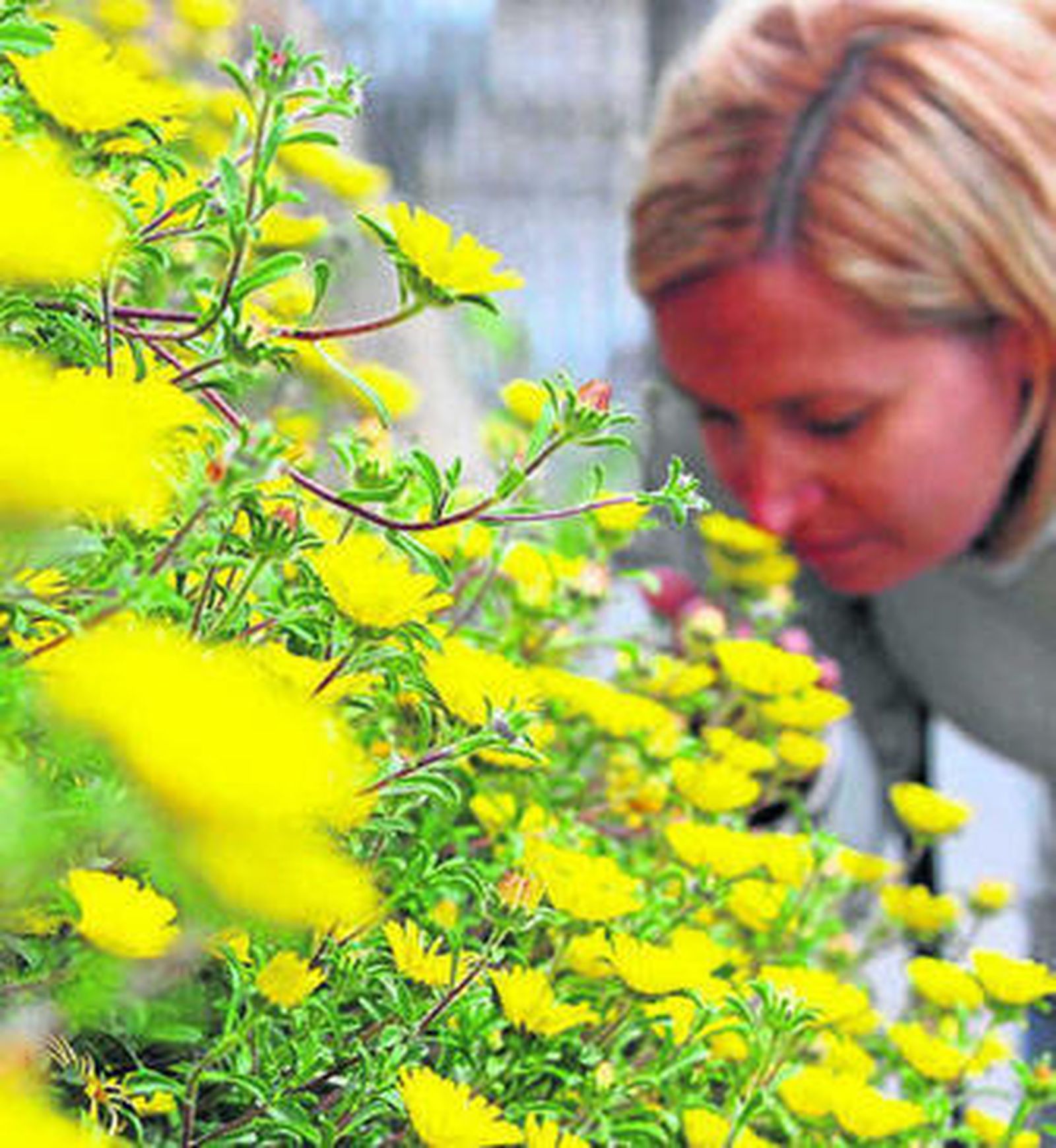 En la alergia, el sistema inmune reacciona ante sustancias inocuas.