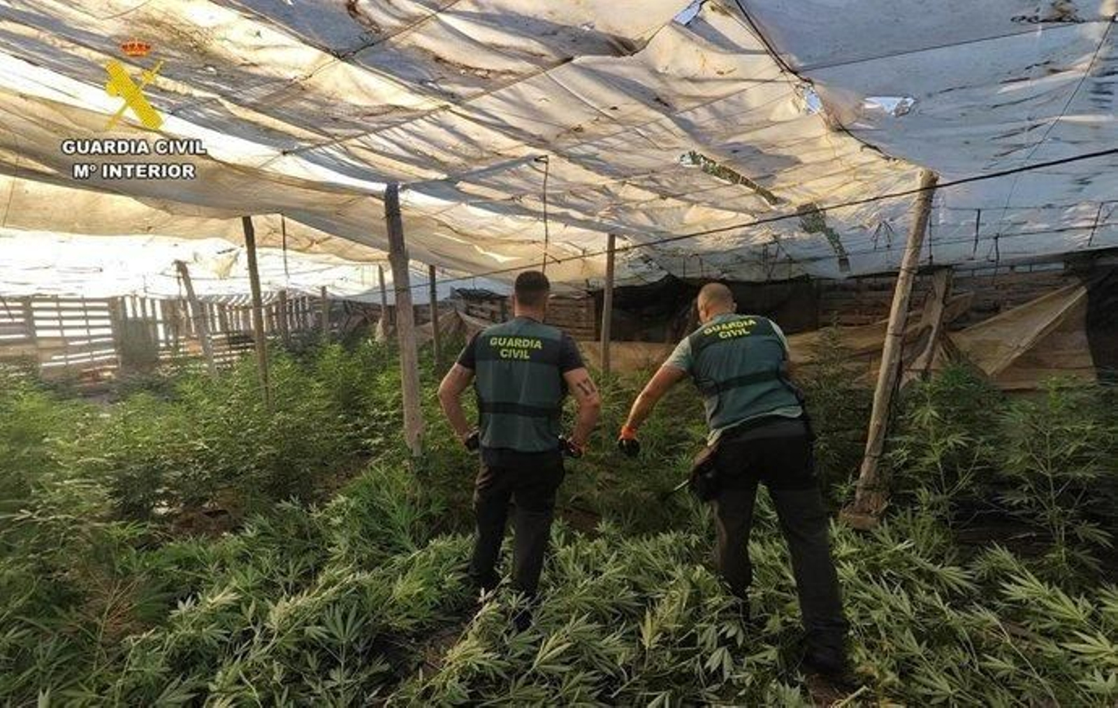 Desmantelado un centro de producción de marihuana en El Ejido.