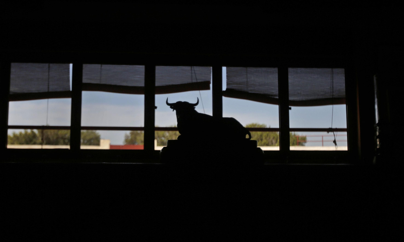 Mas cornadas da el virus, visita a la ganadería de Nuñez La Palmosilla