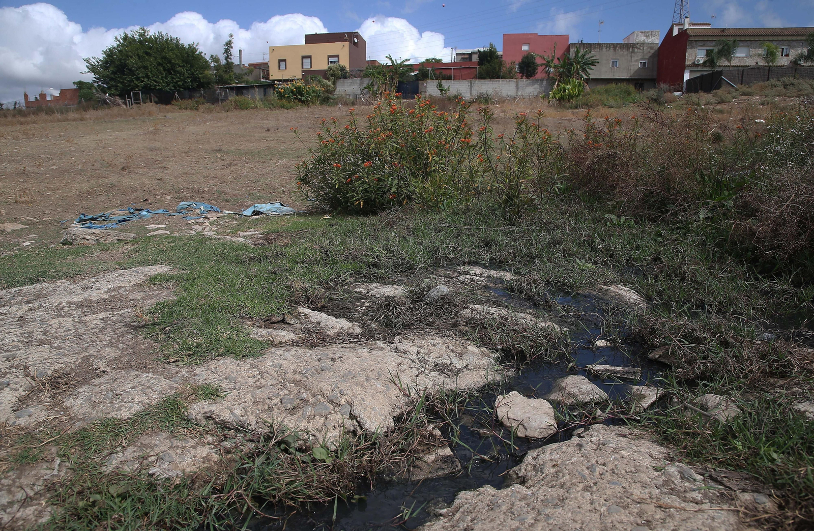 Imágenes de los nuevos cadáveres de caballos en el muladar ilegal de Pajarete en Algeciras