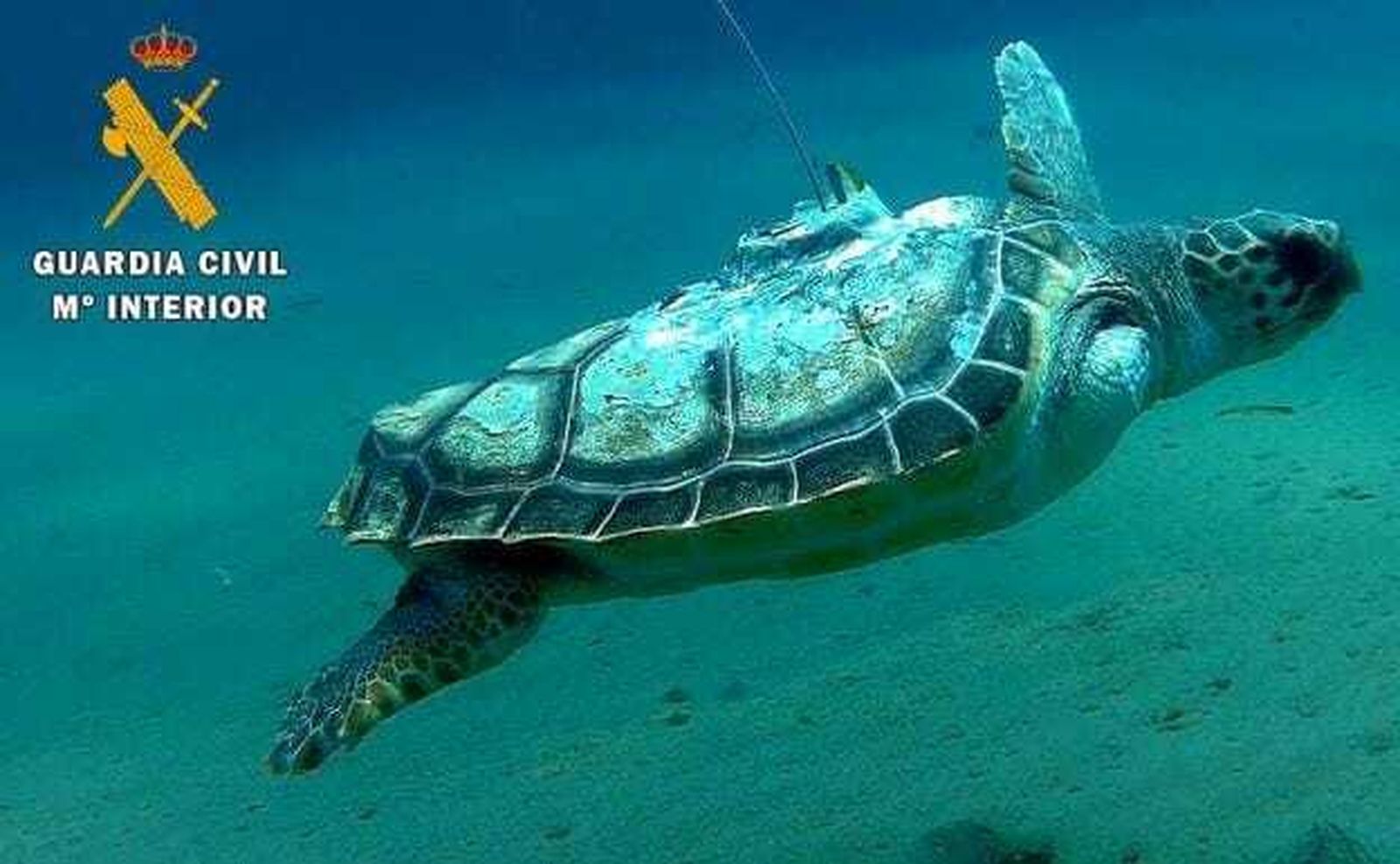 La tortuga 'Benjamín' sigue transmitiendo su posición un año después de su suelta